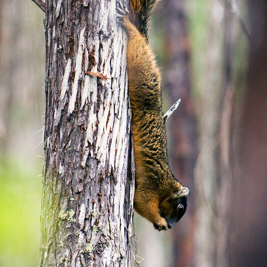 Big-Cypress-Fox-Squirrel